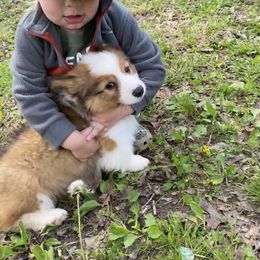 American Corgi, Pembroke Welsh Corgi, and Yorkshire Terrier Puppies from Ingram's Corgis & Yorkies