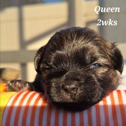 Queen - Brindle female Mal-Shi puppy in Apollo Beach, Florida from Gemstone Exclusive Pups of Florida