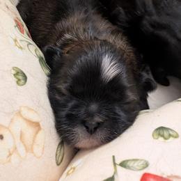 Cotton Candy - Sable and white female Shih Tzu puppy in Orange Park, Florida from Sweetz Kennelz