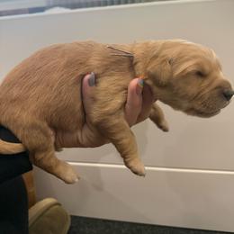 Pearl-Light Pink - Golden female Golden Retriever puppy in Cedar City, Utah from RuTess Goldens