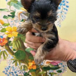 Baby Boy - Black and gold male Yorkshire Terrier puppy in Phoenix, Arizona from Coursey’s Yorkies