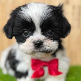 Ferrari - Black and white male Shih Tzu puppy in San Tan Valley, Arizona from My Puppy Tzu