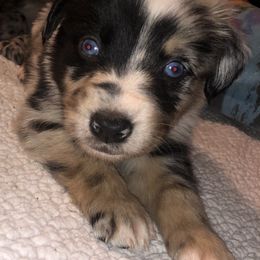 Australian Shepherd Puppies from Wagon Wheel Aussies
