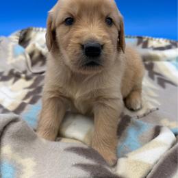Female 5 - Dark golden female Golden Retriever puppy in Spanaway, Washington from 11 Oaks Kennels