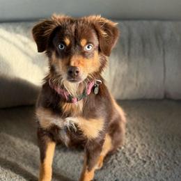 Summer - Toy Australian Shepherd