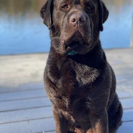 Labrador Retriever All Grown Up from Trouvae Labradors