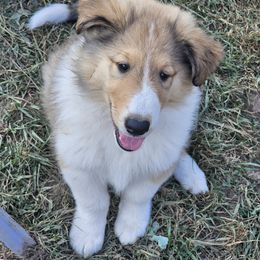Collie Puppies from Mountain View Collies