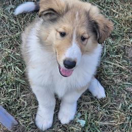 Collie Puppies from Mountain View Collies