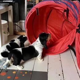 Basset Hound Puppies from Honey Moon Hounds