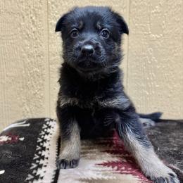 Matterhorn - Pink girl - Bi-color female German Shepherd puppy in Oakley, California from Von Guadachi German Shepherds & Audacity Border Collies