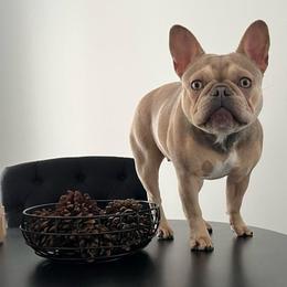Remi - French Bulldog