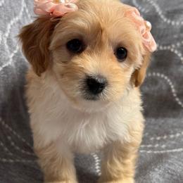 Pippa - Apricot female Maltipoo puppy in Bakersfield, California from Silvia's Maltipoos