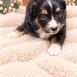 Maple - Black tri female Miniature Australian Shepherd puppy in Oroville, California from Diamond Arrow Aussies
