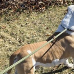 Chip - American Bulldog