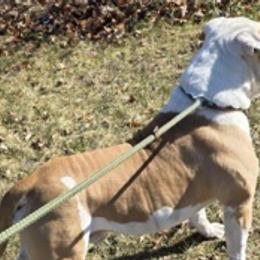 Chip - American Bulldog
