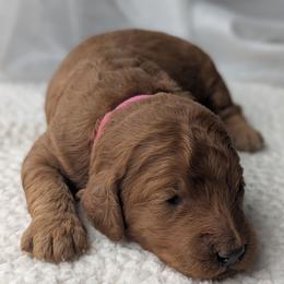 Hot Pink - Red  female Goldendoodle puppy in Connecticut from Valley View Doodles