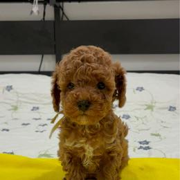 Helen - Red  female Poodle puppy in Miami, Florida from Sakura Poodles