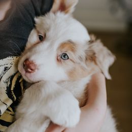 Australian Shepherd Puppies from Sky to Haven Aussies