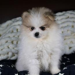 AKC Kobe - Cream sable parti male Pomeranian puppy in Albany, Indiana from Hatz Off Puppies