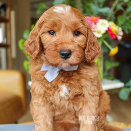 Bass - Red  male Goldendoodle puppy in Salado, Texas from Red Ranch Dogs