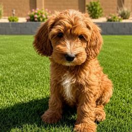 Gerald - Red  male Goldendoodle puppy in Phoenix, Arizona from Doodles of the Desert