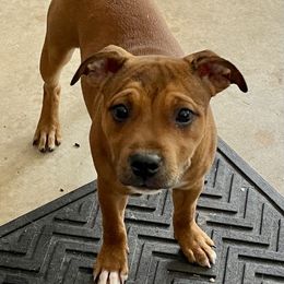 Lira - Red female Staffordshire Bull Terrier puppy in Monroe, Georgia from Irresistibull Staffords