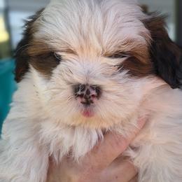 Obi Wan - White male Lhasa Apso puppy in Greenville, South Carolina from Lots of Lhasa Love