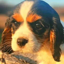 Hope - Tri-color female Cavalier King Charles Spaniel puppy in Watsontown, Pennsylvania from Huntsman Cavaliers