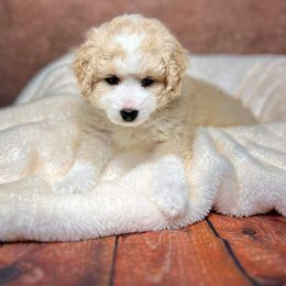 Bernedoodle Puppies from Bernedoodle Bunch