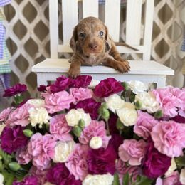 Chocolate - Dapple female Dachshund puppy in Wills Point, Texas from East Mini Dachshunds Texas