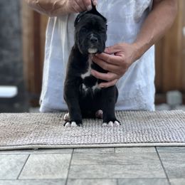 Pink collar - Black brindle female Cane Corso puppy in Antioch, California from Maestoso Cane Corso