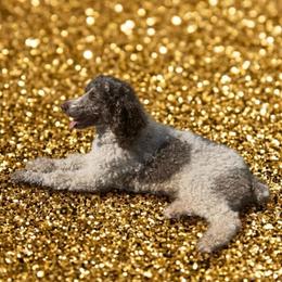 Lennox - Poodle
