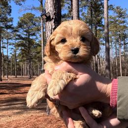 Rex - Red male Cockapoo puppy in Ellaville, Georgia from Lakeside Cockapoos