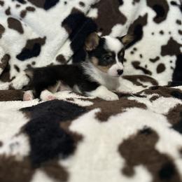 Dark Blue Collar - Black and tan male American Corgi puppy in Crossville, Tennessee from MKC Farms