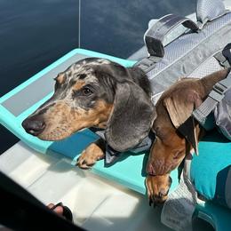 Blue - Dachshund