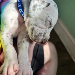 Lupine - White and liver brown male Dalmatian puppy in Wilson, North Carolina from New Horizonz Dalmatians