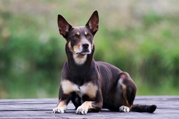 Find Working Kelpie puppies for sale near San Clemente, CA