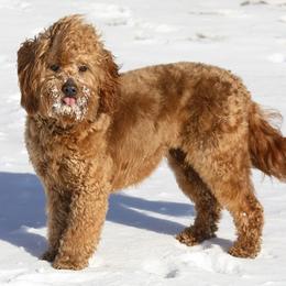Bernedoodle, Goldendoodle, and Labradoodle Puppies from Apple Creek Doodles