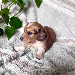 Girl 1 - Dapple female Dachshund puppy in Colville, Washington from G&B Iron Mountain Dachshunds