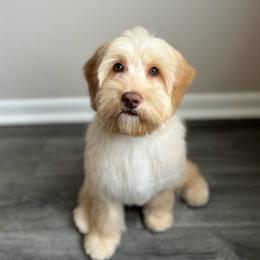 Remy - Australian Labradoodle