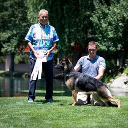German Shepherd Puppies from Ca-She Shepherds