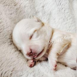 Kimba - Cream and white female Chihuahua puppy in Ponca City, Oklahoma from Bliss Acres Farm