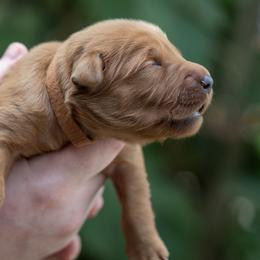 Brown Boy - Dark golden male Golden Retriever puppy in Gonzales, Louisiana from True Grit Golden Retrievers