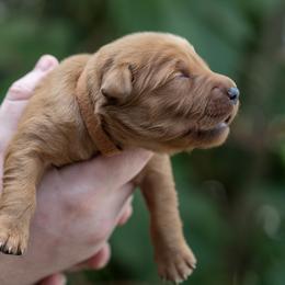 Brown Boy - Dark golden male Golden Retriever puppy in Gonzales, Louisiana from True Grit Golden Retrievers