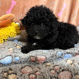 Blackberry - Black female Poodle puppy in Pounding  Mill, Virginia from Rosa's Chihuahuas
