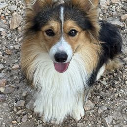 FLUFFY TRI COLOR MALE - Black and tan male Pembroke Welsh Corgi puppy in Missouri from Cooler Farms Corgis