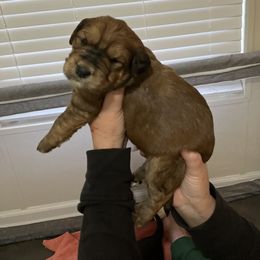 Whoodle Puppies from RockyRiverPups