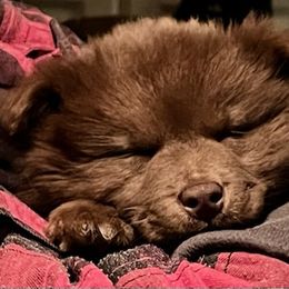 Finnish Lapphund and Leonberger Puppies from Lighthouse Lapphunds and Leos by the Sea