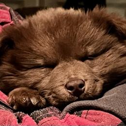 Finnish Lapphund and Leonberger Puppies from Lighthouse Lapphunds and Leos by the Sea