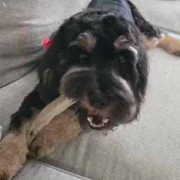 Rocky - Black and tan male Cavapoo puppy in Kountze, Texas from CaviCajun Kennels